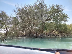 جنگل حرا