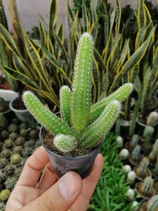 گل آنتیک