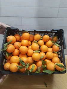 کافه میوه