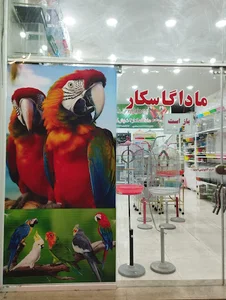 کاشمر شهرستان خلیل آباد خیابان فرهنگ سمت راست چرخ خیاطی شعبانی