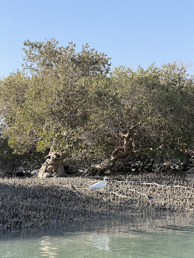 جنگل حرا