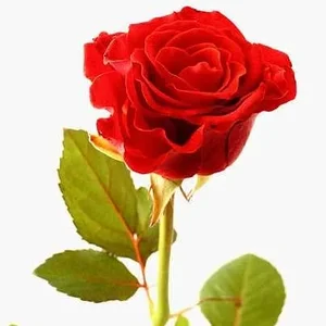 املاک تبریزهوم 2