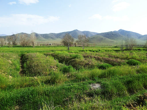 باغ انگور