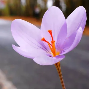 زعفران فروشی خمین 2