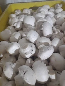 شرکت کشت و صنعت قارچ ارانده