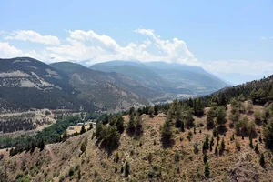 جنگل کاج