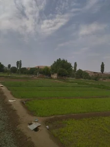 سبزی خانه ابراهیم میرزاپور 5