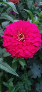 گل فروشی آرکس 4