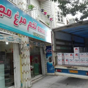 پخش تخم مرغ مجید