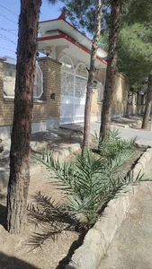 کارخانه دستمال کاغذی شکوه