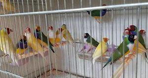 پرشین فنچ بهرام