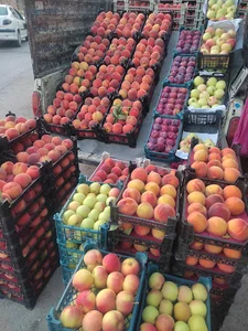 میوه فروشی مجید