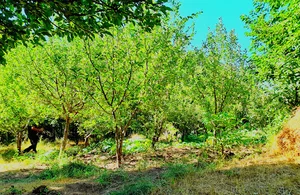 باغ موسی حیدری
