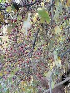دل آرام احمدی