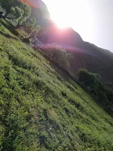 باغ ترمه