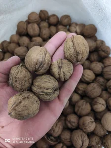 گردو مشهد تناژ