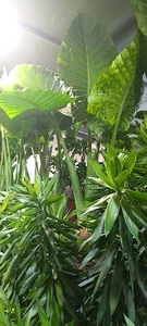 گل فروشی زندگی سبز