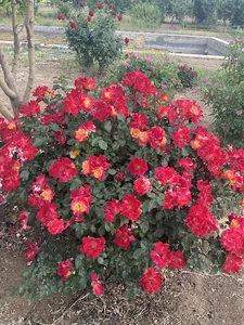 باغ مطهر