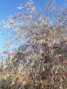 سبزی جات (یالان دونیا)