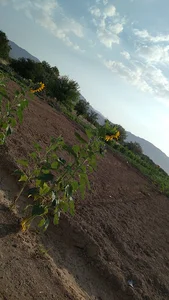 کلبه ی شب نشین موسی
