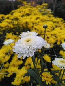 بهنو گل (گلخانه شعبه پاکدشت)