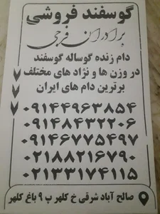 دام زنده صداقت 2