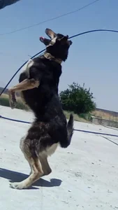 باغ تفریحی