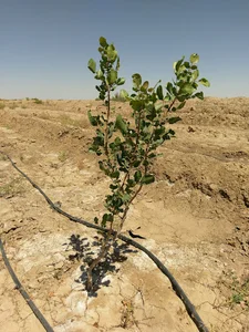 مزرعه سیاوش کویر (باغ ۶۰هکتاری پسته)