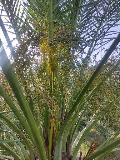 مزرعه و باغداری هوشنگ سالار(غریب)