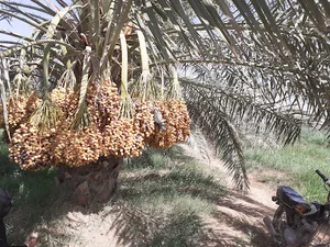 اداره پست شهرستان کارون