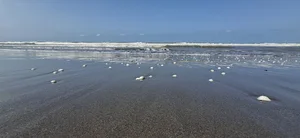 ساحل محمود آباد