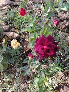 باغ امید فراهانی