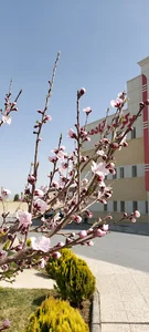 مرکز آنژیوگرافی و جراحی قلب آباده