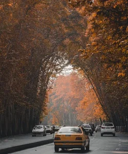 خیابان درختی