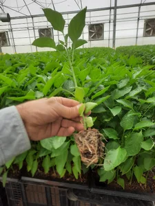 گاردن‌سنتر رویان