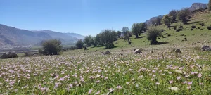 کوهستان شمالی
