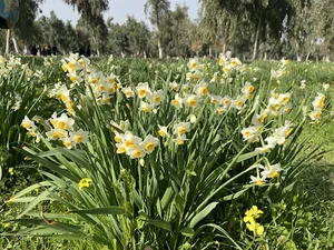 نرگس زار بهبهان
