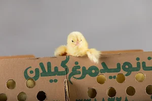 شرکت نوید مرغ گیلان