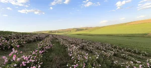 مزرعه گل محمدی محمود