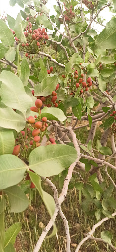 باغ پسته