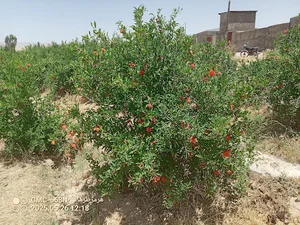 باغ مرتضی طرهانی