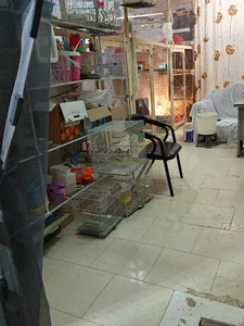 پرنده فروشی پرندگان طلایه