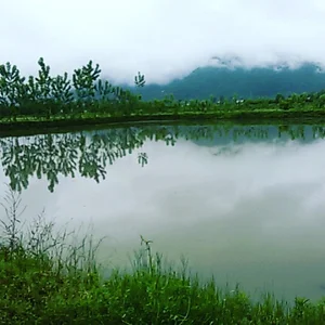 پرورش ماهی شاپور