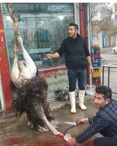 قصابی کبابی جعفر