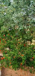 پارک رضوان‌ 3