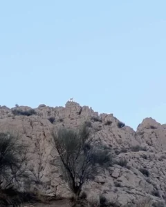 آبشار شول