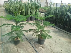 گل کده ملیسا 5