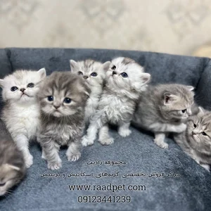 فروش گربه اسکاتیش رادپت