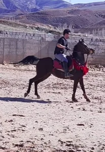 باشگاه سوارکاری امیرپاشا