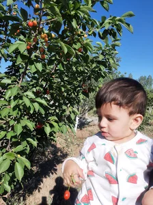باغ سرچمی